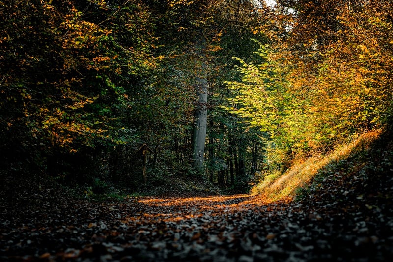 Nature Walk or Hike